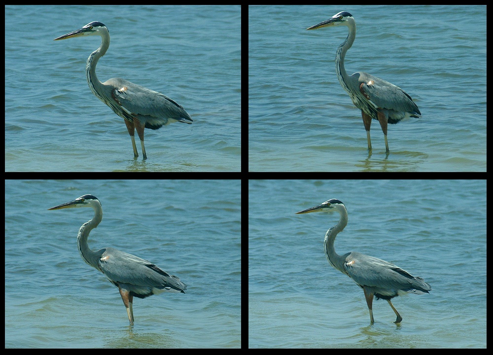 (20) blue heron montage.jpg   (1000x720)   287 Kb                                    Click to display next picture